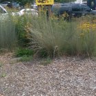 Brownfields